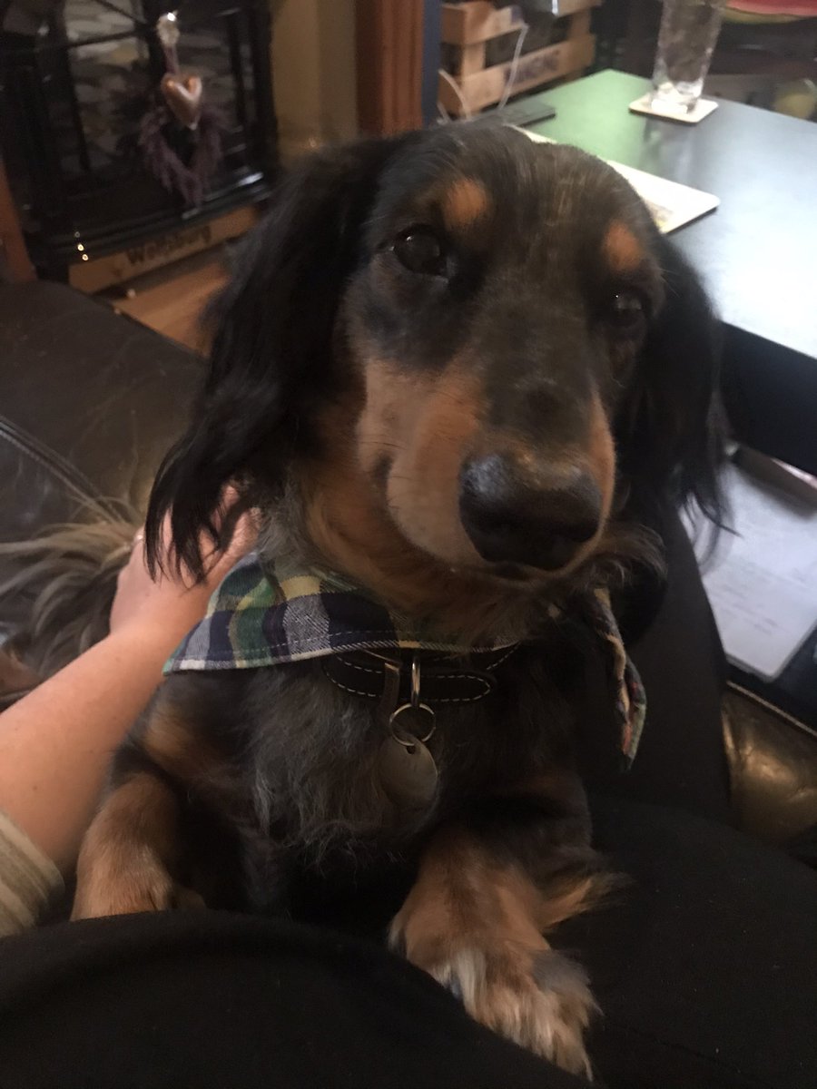 carolinewride's tweet photo. @AliPlumb This is Herbie our sausage dog https://t.co/6hA0P0siaJ