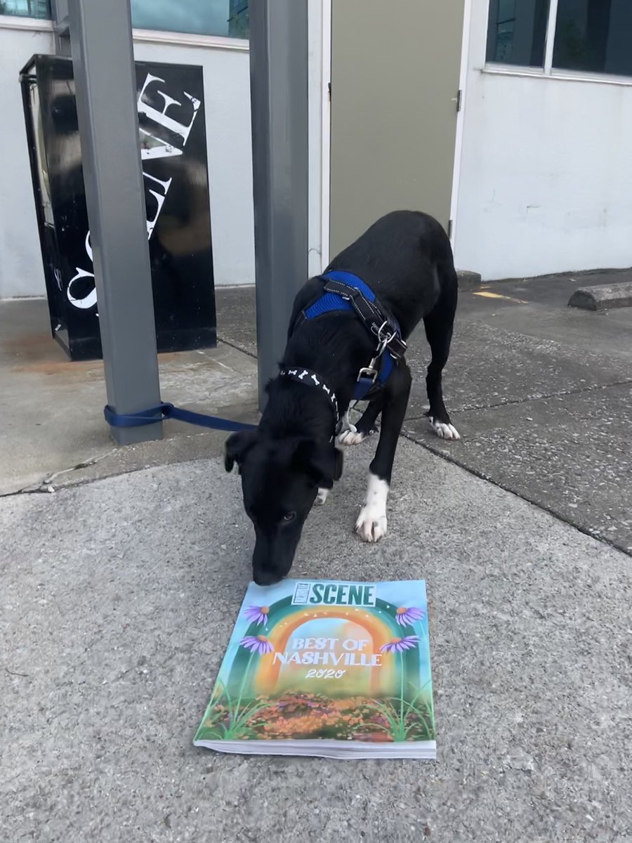 nashvillehumane's tweet photo. Available2Adopt Skellington picking up his copy of @NashvilleScene ‼️
#bon2020 https://t.co/6AmIBbWfr9