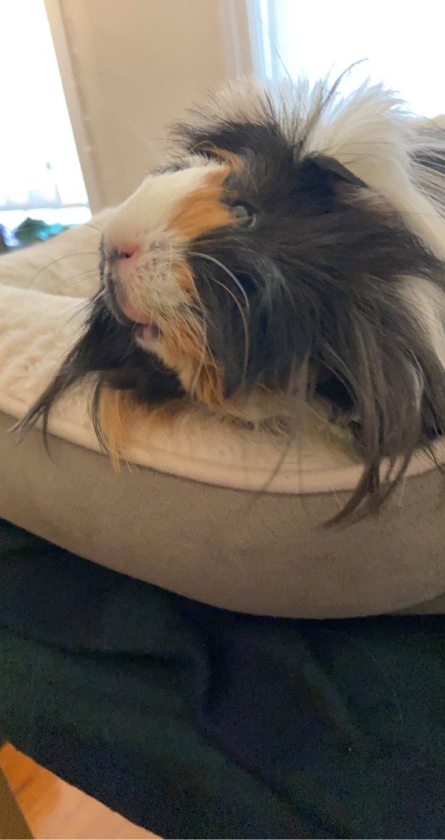 hollyrob05's tweet photo. #PetsinSTEM
1) name: Poppy (pigopolis, pigalous, goobus)
2) fav qualities: screaming for more food even when there is clearly food in his cage!!!
3) pics!
4) science pals w pets: @mlphillips17 @yeseniatweets https://t.co/ivAIZdMHwT