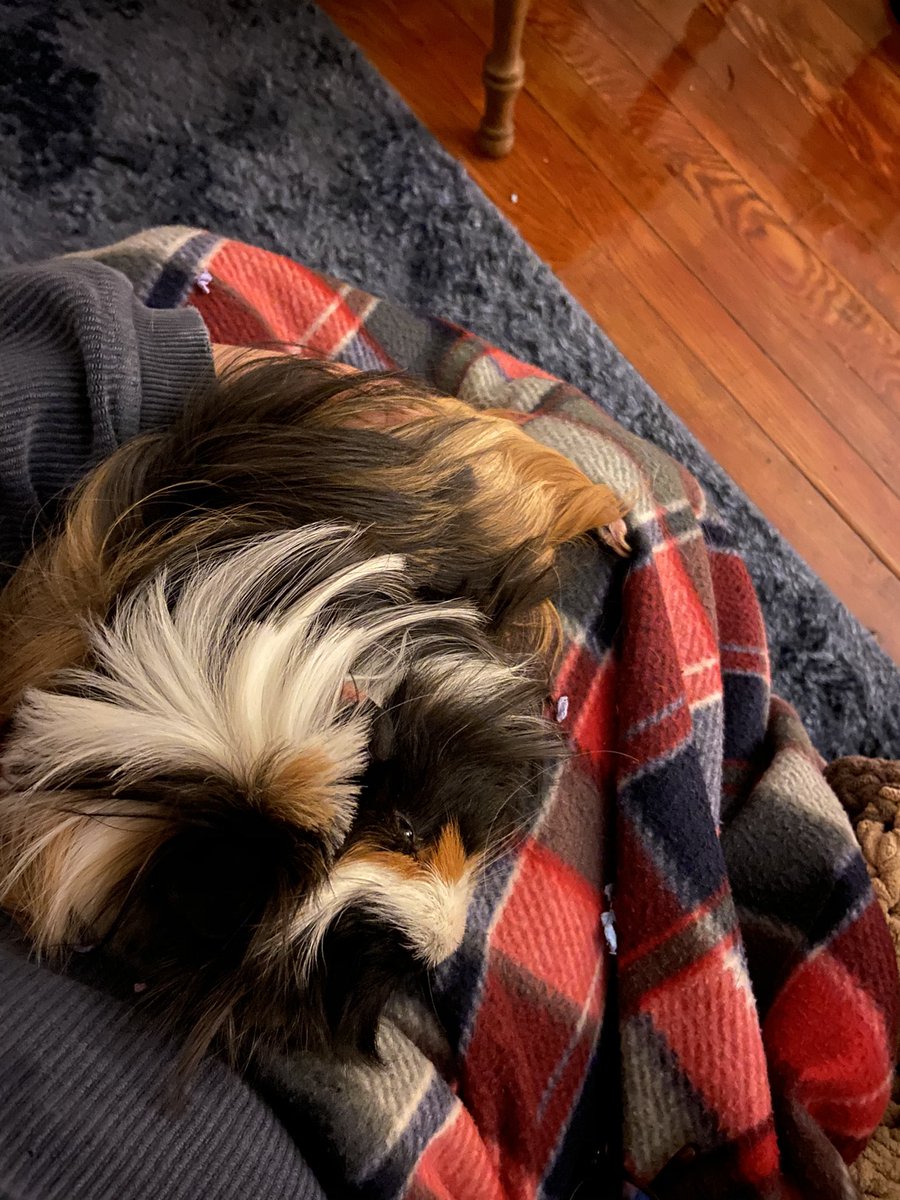 hollyrob05's tweet photo. #PetsinSTEM
1) name: Poppy (pigopolis, pigalous, goobus)
2) fav qualities: screaming for more food even when there is clearly food in his cage!!!
3) pics!
4) science pals w pets: @mlphillips17 @yeseniatweets https://t.co/ivAIZdMHwT