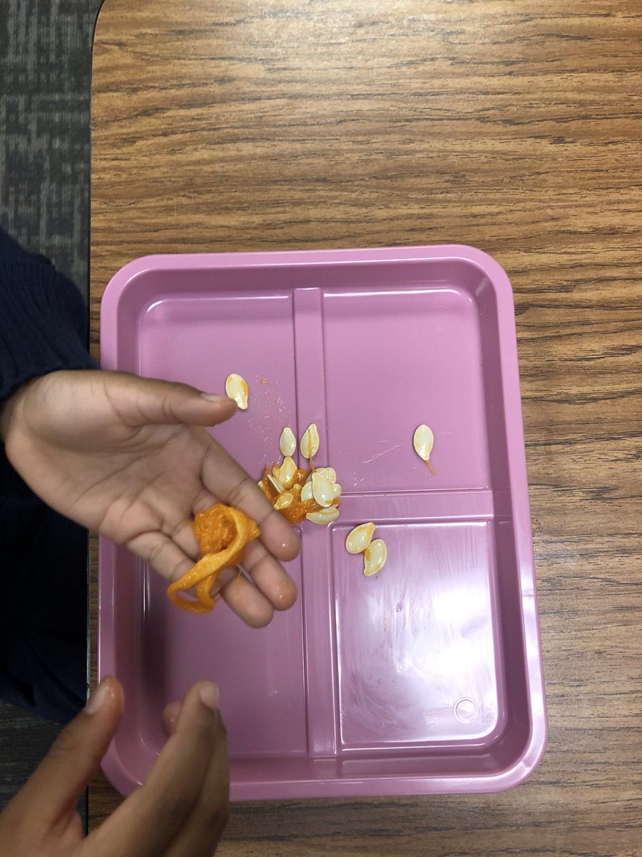 Exploring pumpkin guts today! 🤢 <a href="/HaysSTEAMshines/">Hays STEAM Academy</a> #SHINEhays