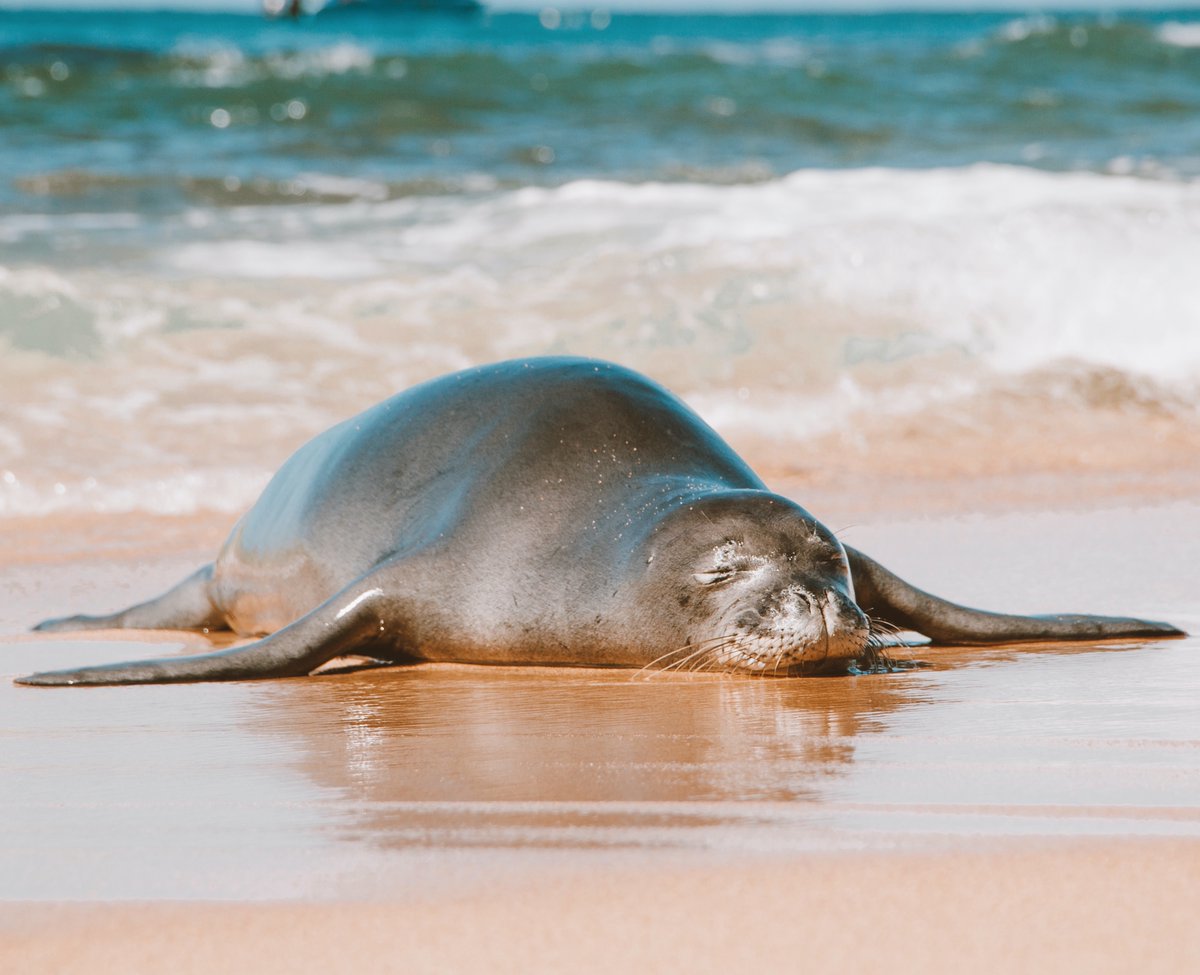 The Monk Seal is the only seal that is native to Hawaii, as well as one of the only mammals that is endemic to the Hawaiian islands. Make sure to stay at least 10 feet away so you don’t disturb them while they sleep. The Monk Seal is endangered and protected across the islands.