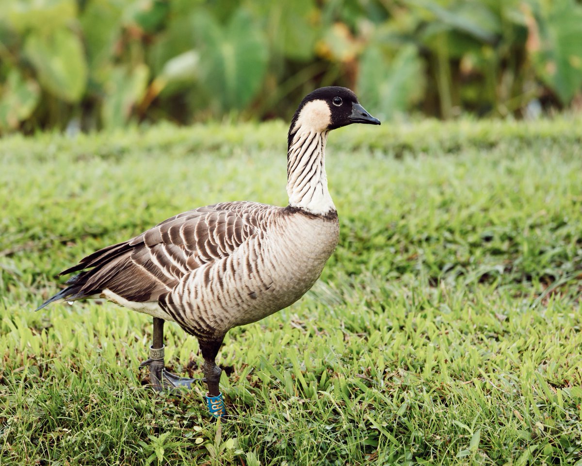 The nēnē goose is Hawaii’s state bird. It is also endemic to the Hawaiian islands. You can find nēnē on the islands of Kaua’i, Maui, and Hawaii (Big Island). You will see signs around the island as you drive to “drive slow” because you will often see them on the side of the road.