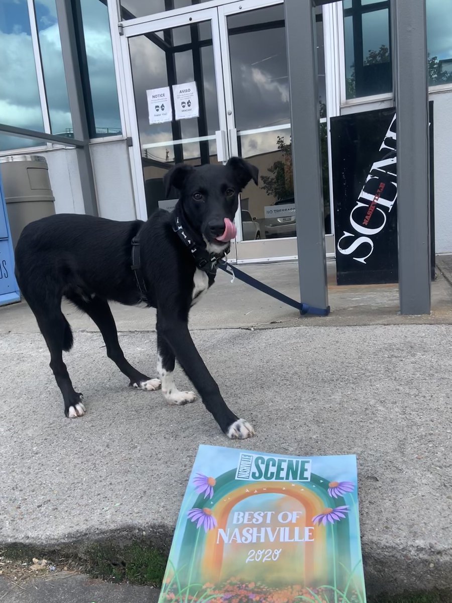 nashvillehumane's tweet photo. @VoteEarlyTN @ParnassusBooks1 @tpac @Grimeys @VUMChealth @HotYogaEastNash @Cheekwood @HONashville @EquityAlliance1 @BryanLeeWeaver @HattieBs @DaddysDogsNash Available2Adopt Skellington (aka @NikkiBurdine & @WWESheamus new BFF) picked up his copy today!
Thank You @NashvilleScene readers for all of your NHA support & VOTES‼️ #bon2020
PS: ok... who wants to ADOPT this 8M old cutie??? https://t.co/Y6hxgghJfR
