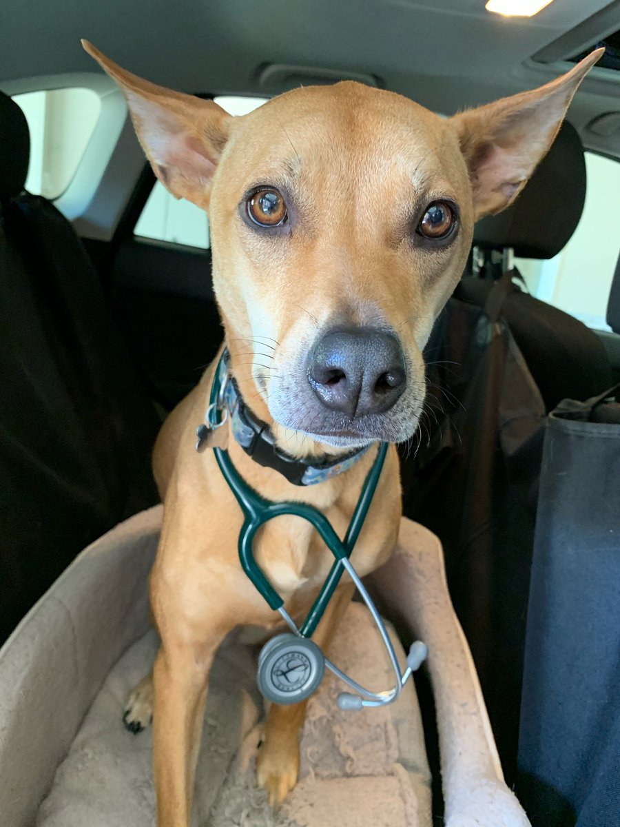 _sarahpache's tweet photo. @DogtorsOffice Dogtor Roo https://t.co/fkYCFr4mAm