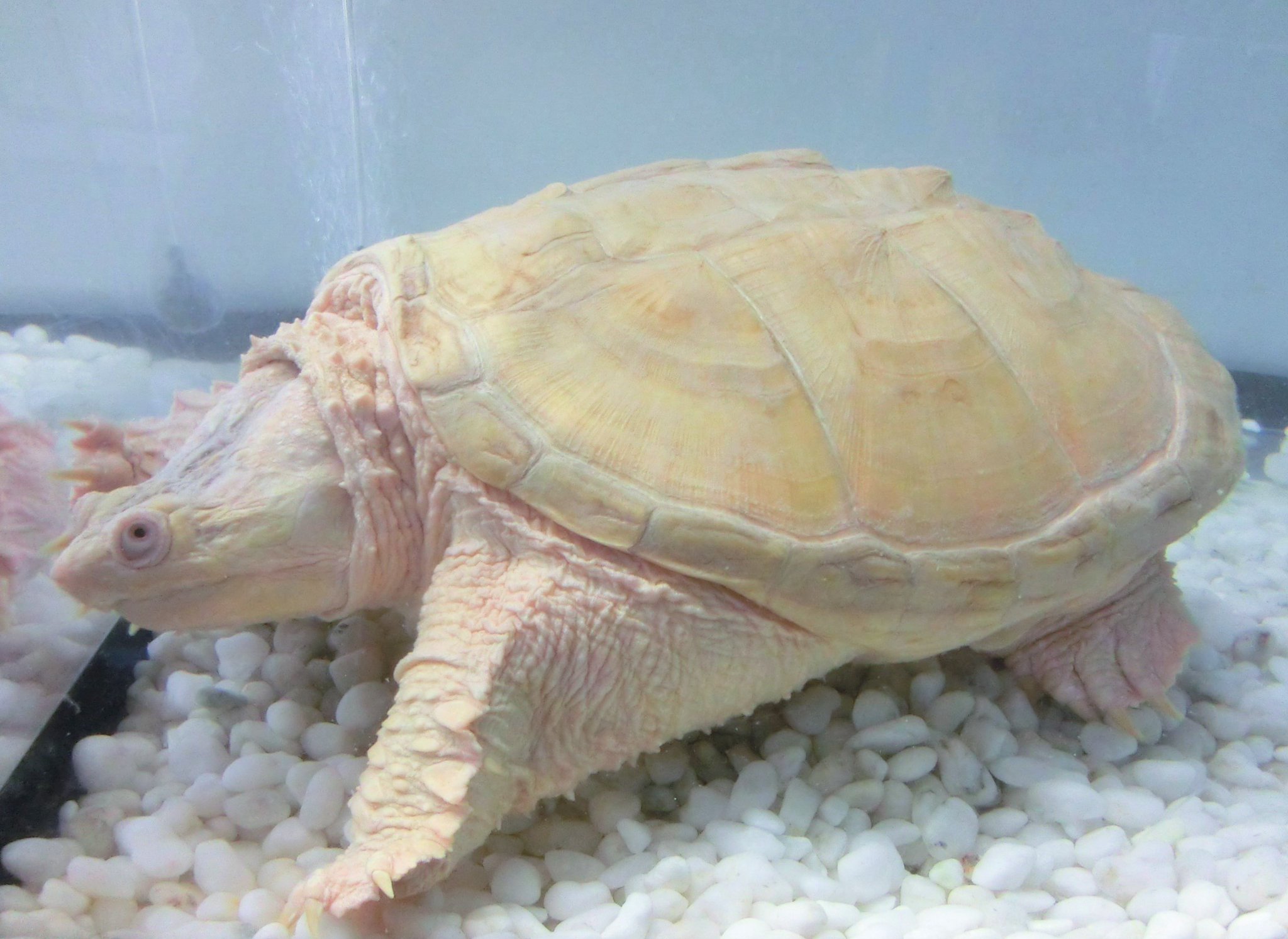 一般社団法人 ワニガメ生態研究所 密売の証拠品として警視庁に押収されたアルビノカミツキガメ 通常なら関東は必ず殺処分のところを どうにか無事保護してから7年 今年も加温飼育にしよう T Co Xogwkwexxx Twitter
