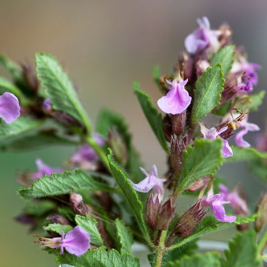 hueningkai: wall germander; to hold dear