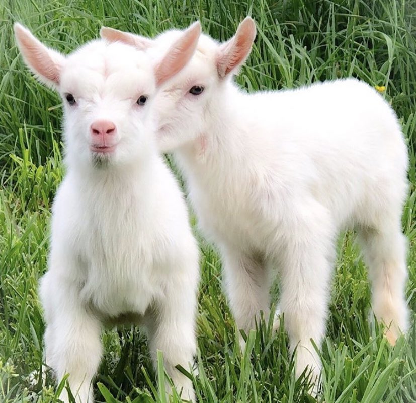 📅 15th October 2020
🏷 Instagram/harmonylanefarms
💕 #animaloftheday