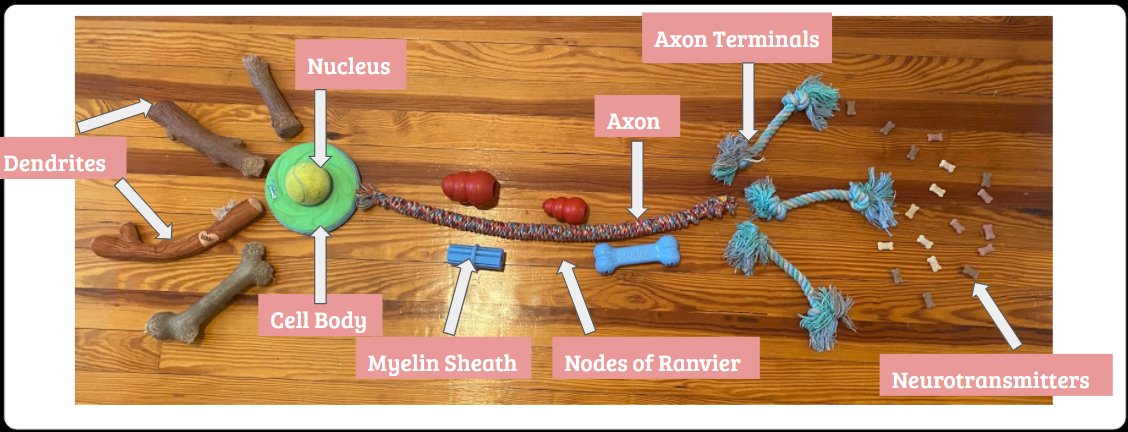 #showusyourbraincell @NWNoggin Thanks Maddie W and Riley P. Labeled neurons today in #appsych