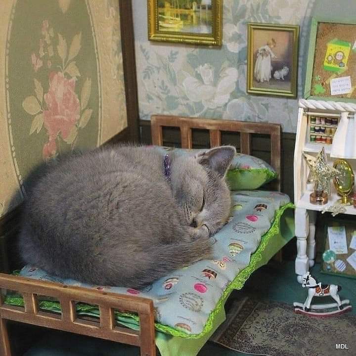 ✨ Gatitos que curan tu depresión ✨ tweet media
