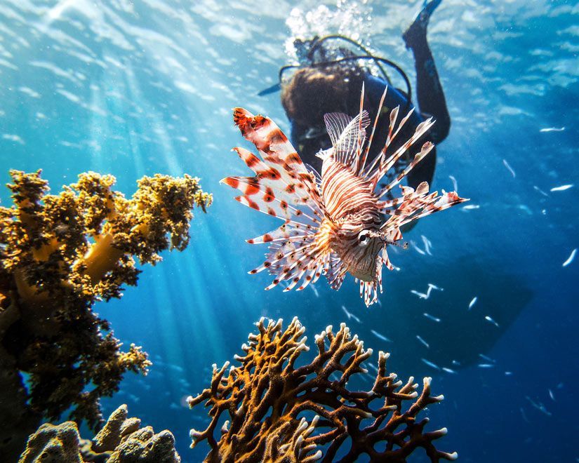 wyldlyfe_com's tweet photo. In the waters of Florida lurks the most infamous marine invader... the lionfish! 🦁🐠 
Non-native species have the ability to threaten ecosystems. Some ways YOU can help sustain this issue is by donating, hunting them, or reporting sightings. Small steps--> big changes! https://t.co/kDt4YeXjyK