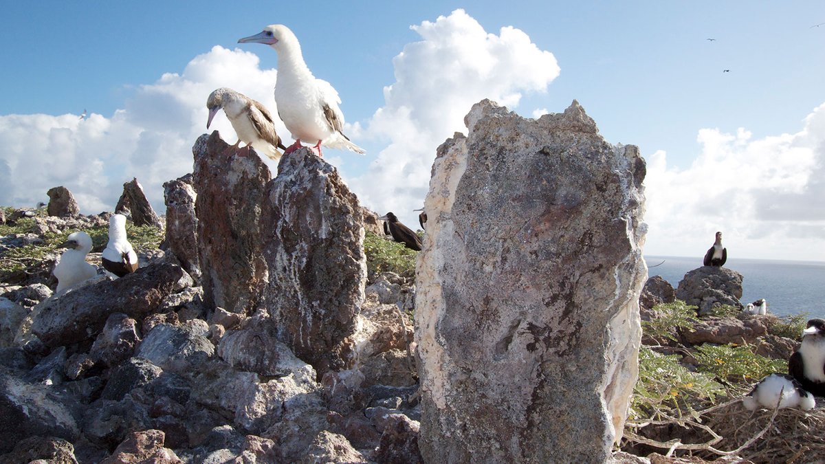 sanctuaries's tweet photo. NOAA has published a peer-reviewed State of the Monument report that reveals insights into the condition of natural and cultural resources of Papahānaumokuākea Marine National Monument.

Read more about the report here: https://t.co/zCpO7lFkMn https://t.co/1qpdtINFLj