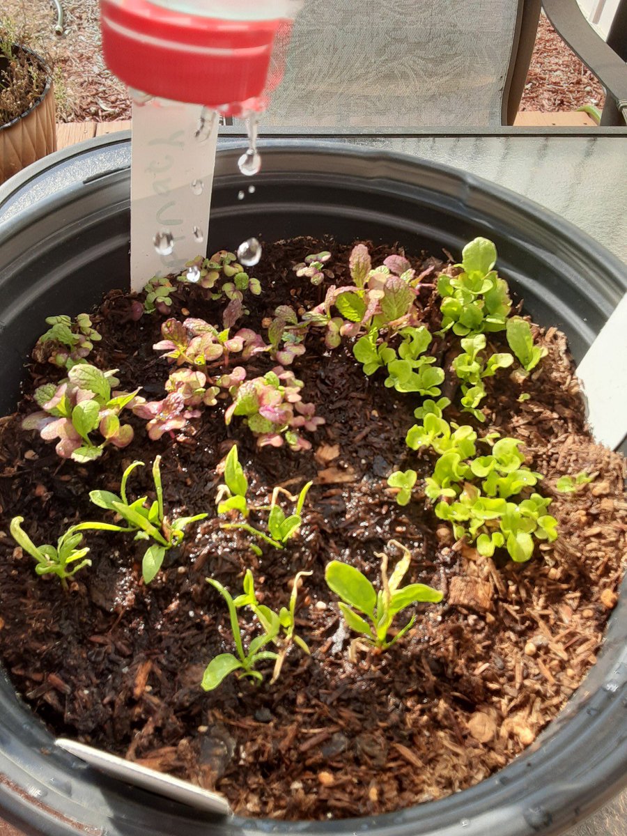 MrsMSpalding's tweet photo. An update from one of our at home @Rosehill512 gardener, her @KC_Gardens take home kit is sprouting and will soon be a yummy salad! #Rockets512 https://t.co/B5SK8x5wfW