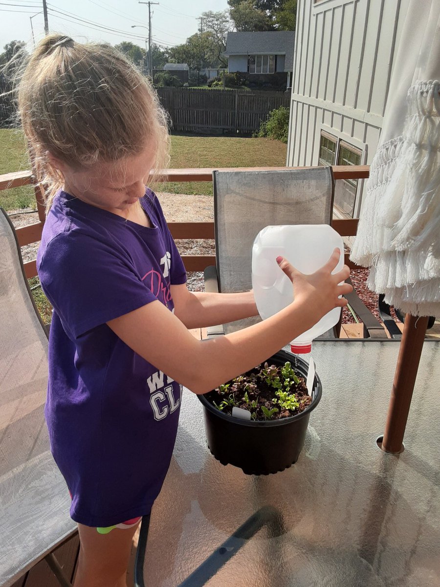 MrsMSpalding's tweet photo. An update from one of our at home @Rosehill512 gardener, her @KC_Gardens take home kit is sprouting and will soon be a yummy salad! #Rockets512 https://t.co/B5SK8x5wfW