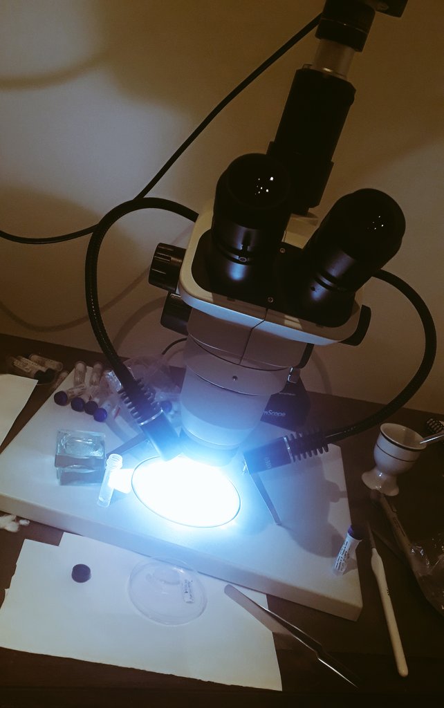 broganConBio's tweet photo. Night time is for my eight legged friends
#spiders #spiderverse #newScope https://t.co/ot02bfD5r0