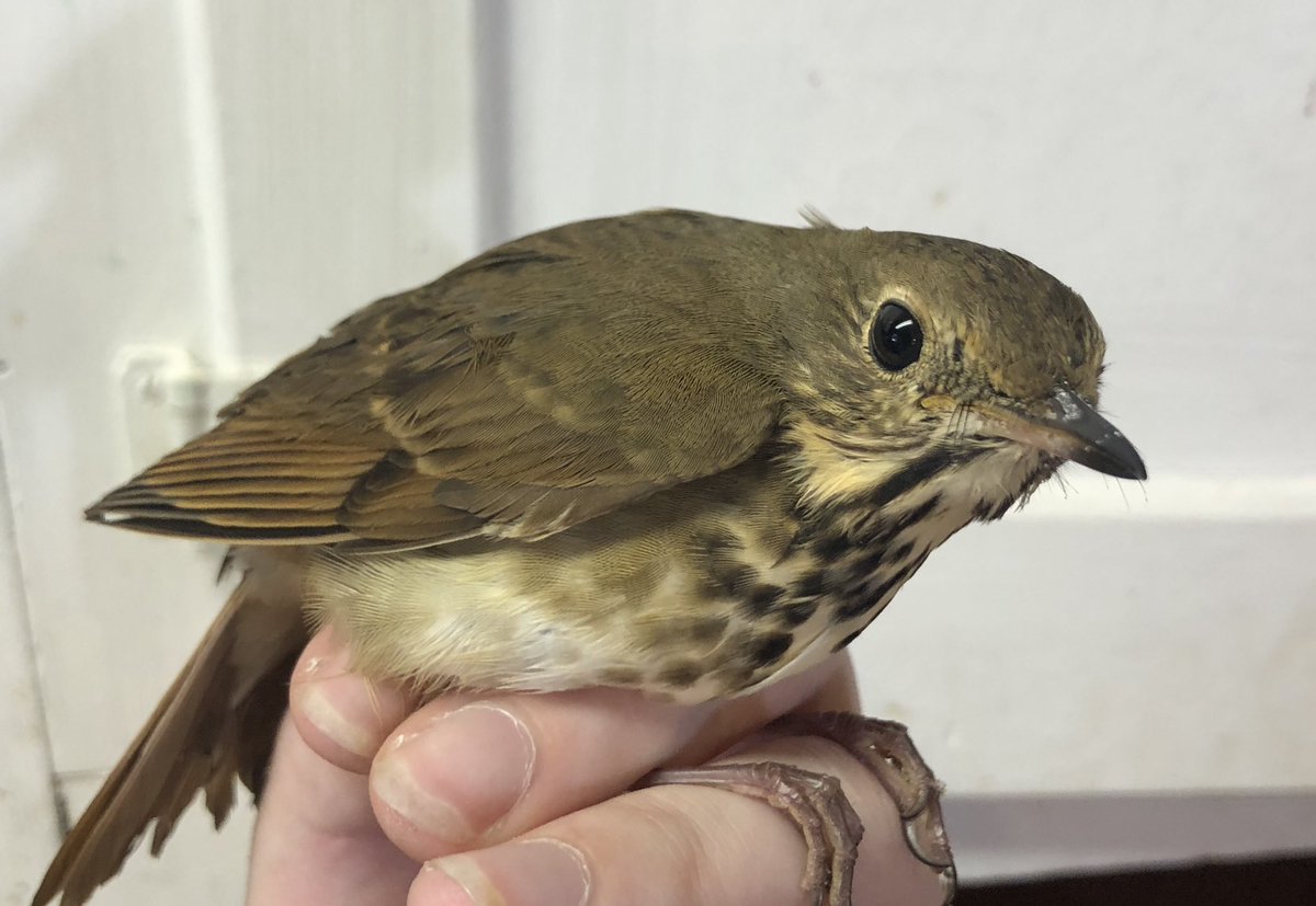 DivaCrows's tweet photo. New guest at Diva Crows! This hermit thrush is unable to fly at the moment, likely due to some bruising/minor nerve damage from a window strike. Our little friend just needs some TLC and they’ll be on their way! https://t.co/p4mDRQXMeD
