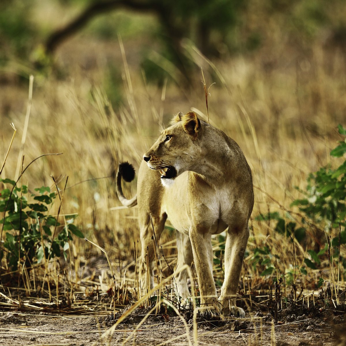 Pendjari National Park tweet media