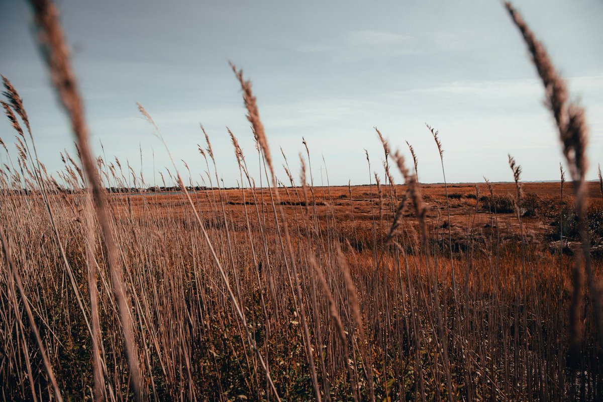 Found this Salt Marsh that looks like something out of the Midwest tbh. The edit is intentionally MooDy