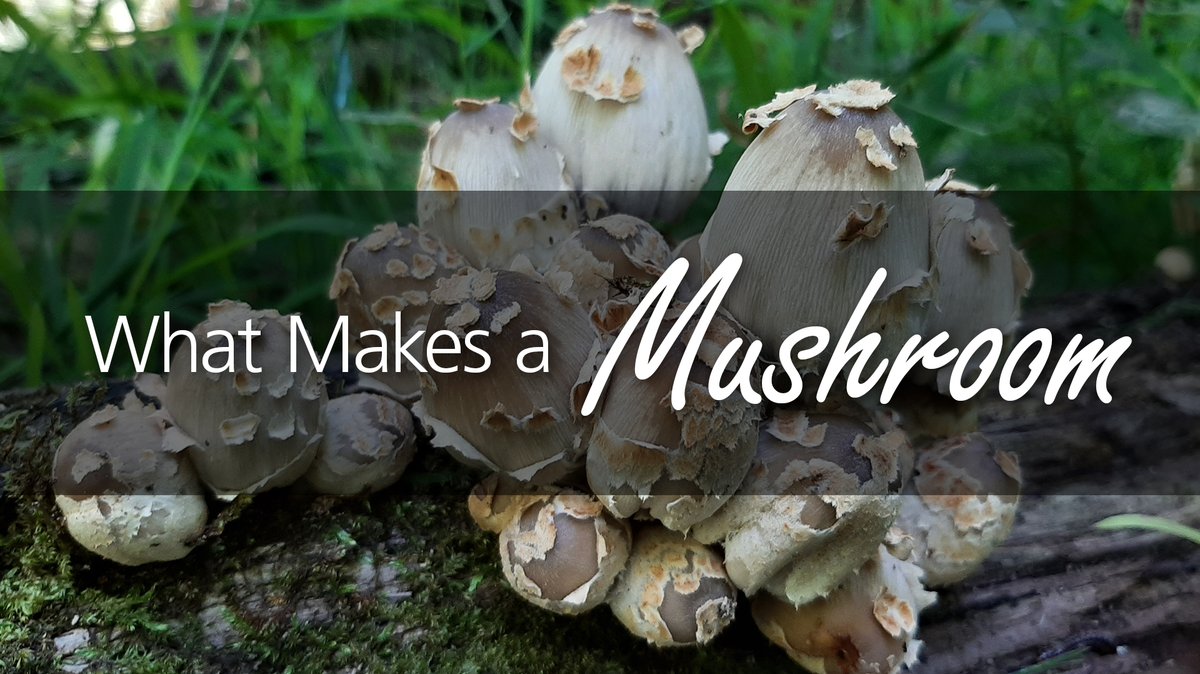 NEW VIDEO: If you go for a walk in the forest 2 to 3 days after it has rained, you may see many magnificent mushrooms. Join Karin to explore this diverse group of the fungi kingdom.

youtube.com/watch?v=tMsrw3…

#RBGathome
