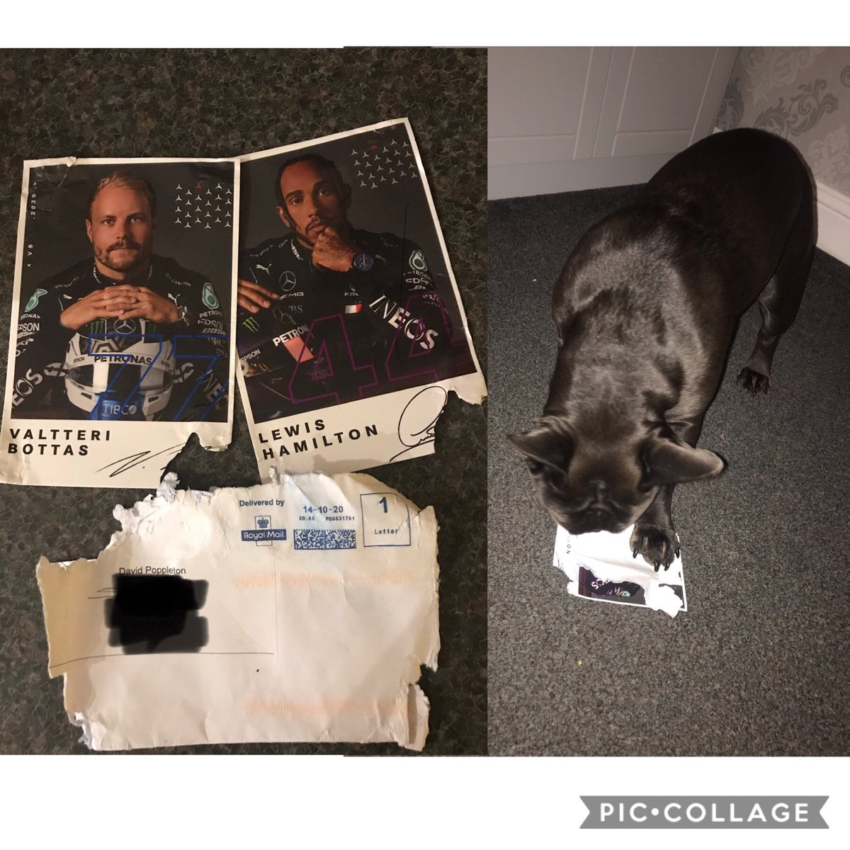 Amandampop's tweet photo. @richardhyland @MercedesAMGF1 @LewisHamilton @ValtteriBottas Dog ate ours 😫 https://t.co/PoCzIN3c8p