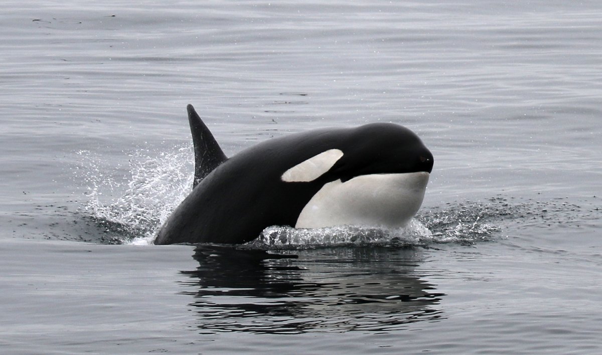 MarineMammalOrg's tweet photo. Did you know?
The orca, AKA "killer whale" is actually the largest of the dolphin family!
Share your love for orcas and enter the #IMMPArtChallenge by October 20th! For details visit: https://t.co/t1zLt8UDU3
#OrcaConservation #IMMPArtChallenge #IMMProject
Photo: Robin Agarwal https://t.co/QXd4jTXuKf