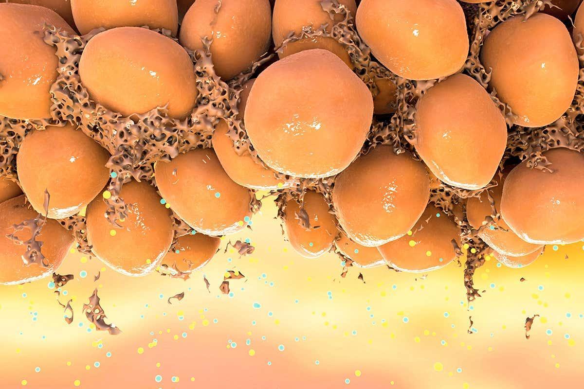 Fat stores in our cells also hold immune proteins to fight infections bit.ly/33Y8obA