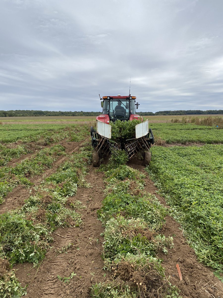 KBriscoePhD's tweet image. Much appreciated! RT @AR_TomBarber: Digging some peanut weed control plots at Newport Extension Center today.  Evaluating Brake herbicide tolerance. #uaexweeds #ARcrops