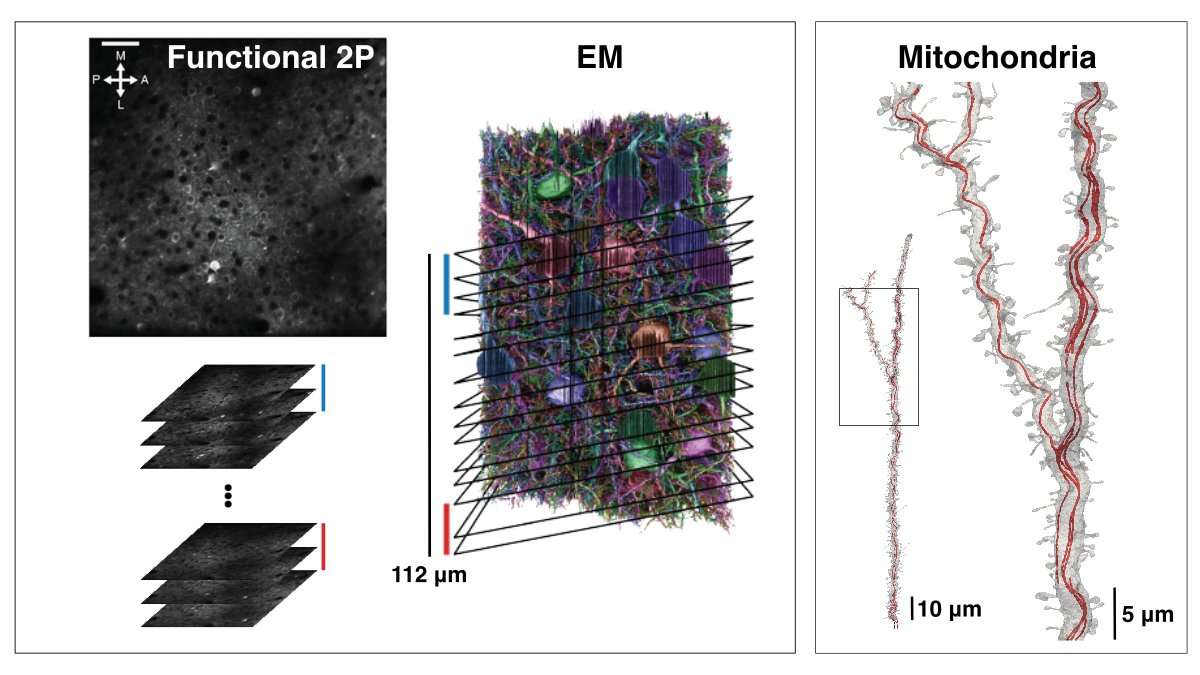 Our newest preprint! biorxiv.org/content/10.110… EM and neural activity images from three million cubic microns of mouse visual cortex. Four scientific vignettes from organelles to synapses to circuit structure and function @BCMHouston <a href="/PrincetonNeuro/">Princeton Neuroscience Institute</a> <a href="/AllenInstitute/">Allen Institute</a> <a href="/IARPAnews/">IARPA</a> 1/20