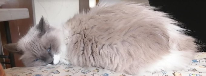 @ItsEdenExile A better picture of my kitty. She was sleeping behind me as I worked. https://t.co/t7L<a class="tags" target="_blank" title="On Twitter" href="/?out=eyJ0eXAiOiJKV1QiLCJhbGciOiJIUzUxMiJ9.eyJpYXQiOjE3MjU4MzM0NzYsImlzcyI6InR3cG9ybnN0YXJzLmNvbSIsIm5iZiI6MTcyNTgzMzQ3NiwiZXhwIjoxNzU3MzY5NDc2LCJyZWRpcmVjdF91cmwiOiJodHRwczovL3R3aXR0ZXIuY29tL0l0c0VkZW5FeGlsZSJ9.NCKsTMfRsaQfomzkRszjXB4cerTxMmUJ8HScjdr8mBDbWYYdVyvOFWVJZ53wkIMwzwocNxVWJiTc0tQoBxLUAQ">@ItsEdenExile</a><a href="/tag/phmodelcontest"class="tags"><span>#phmodelcontest</span></a>