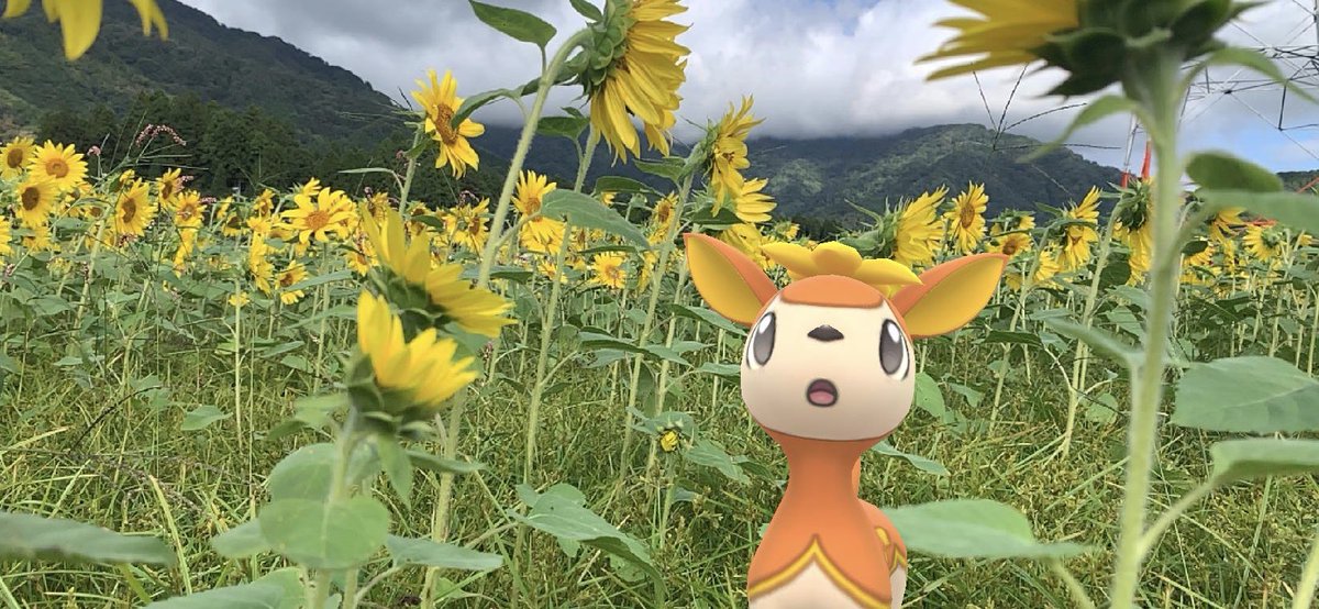 chikai328's tweet image. ひまわり畑