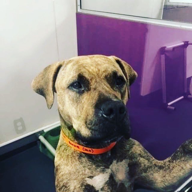 Puget Sound area. 

Help find Bonnie a perfect home! 

3 1/2 yrs, gentle, fun, 58 lbs.Yard or plenty sniffy walks.

Best w boy doggie. No cats for this doll. Kids 12+ she’s strong.
A brindle coat to behold.

Apply - savinggreatanimals.org 

#staffordshire #brindlebeauty