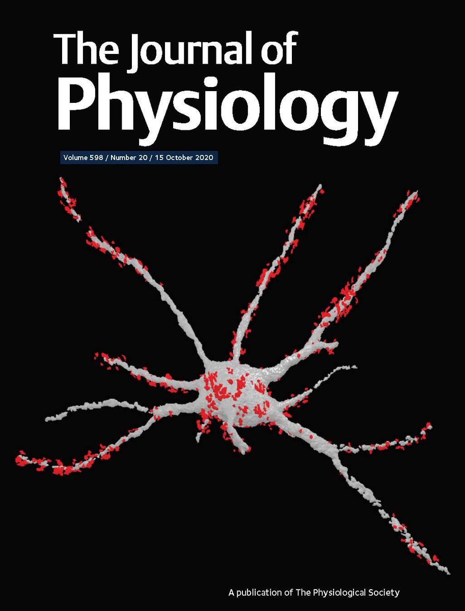 Sabhya Rana (@phrenicranatomy) on Twitter photo Made it onto the cover of one of my favorite journals! Check out our latest work dissecting excitatory innervation of the phrenic motor pool, and the corresponding perspective article highlighting this work by Dr. Bolser in the latest issue of <a href="/JPhysiol/">Journal of Physiology</a>
physoc.onlinelibrary.wiley.com/doi/abs/10.111… Made it onto the cover of one of my favorite journals! Check out our latest work dissecting excitatory innervation of the phrenic motor pool, and the corresponding perspective article highlighting this work by Dr. Bolser in the latest issue of <a href="/JPhysiol/">Journal of Physiology</a>
physoc.onlinelibrary.wiley.com/doi/abs/10.111…