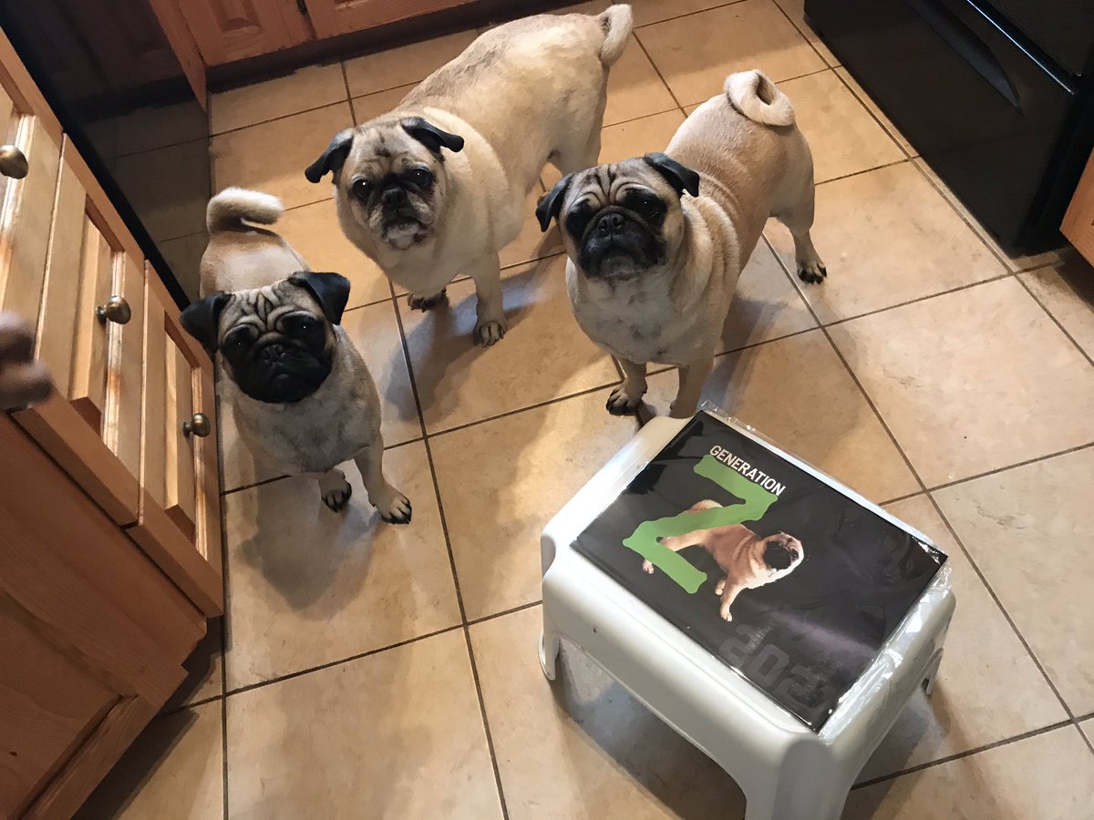 Happy National Pug Day from Wiley, Kilo and Lilly in NL! We got our Zombie calendar today to support Pugalug Pug Rescue! @Pugalugpug #teamzombie