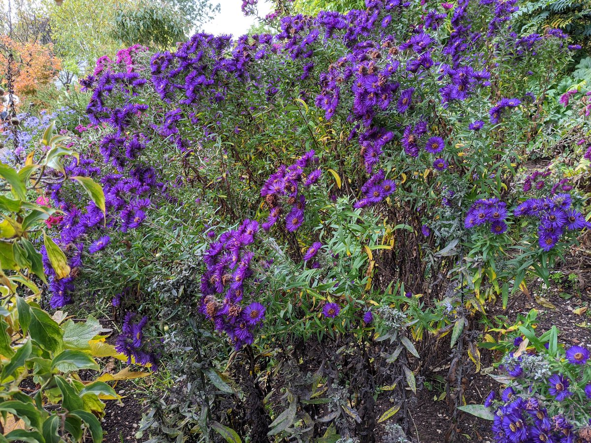 54point9's tweet photo. It may be the middle of October but @larchcottage nursery looked stunning today. Particularly liked this #aster 'Helen Picton' https://t.co/aelgOxyrOK