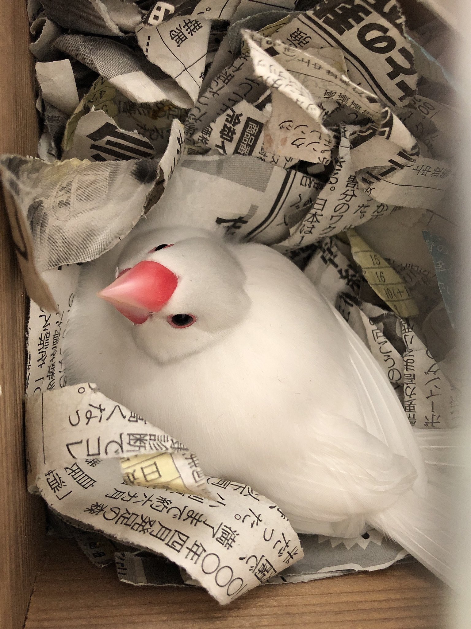 佐屋高校文鳥プロジェクト 今日の文鳥 雛が生まれていました 1枚目がタイム シャンシャン 2枚目がチュンチル かぼす です よく見えませんがかわいい声で鳴いていました 佐屋高校 佐屋高校文鳥プロジェクト 文鳥 弥富文鳥 桜文鳥 白文鳥
