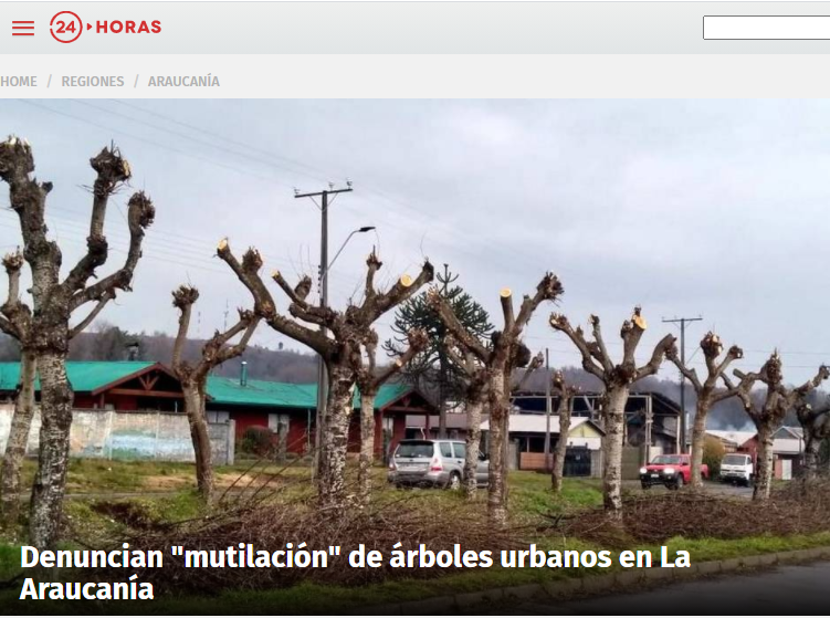 shesholastra's tweet photo. @seremiambiente9 Desde hace millones de años, existen unos "tótems" vegetales, llamados "árboles", que también son #filtrovivo y que ya aportan en la mitigación de las emisiones de material particulado provocado por el uso de leña. Y además dan sombra. 

Pero hay que cuidarlos, y no mutilarlos. https://t.co/HuZ5bqUU47