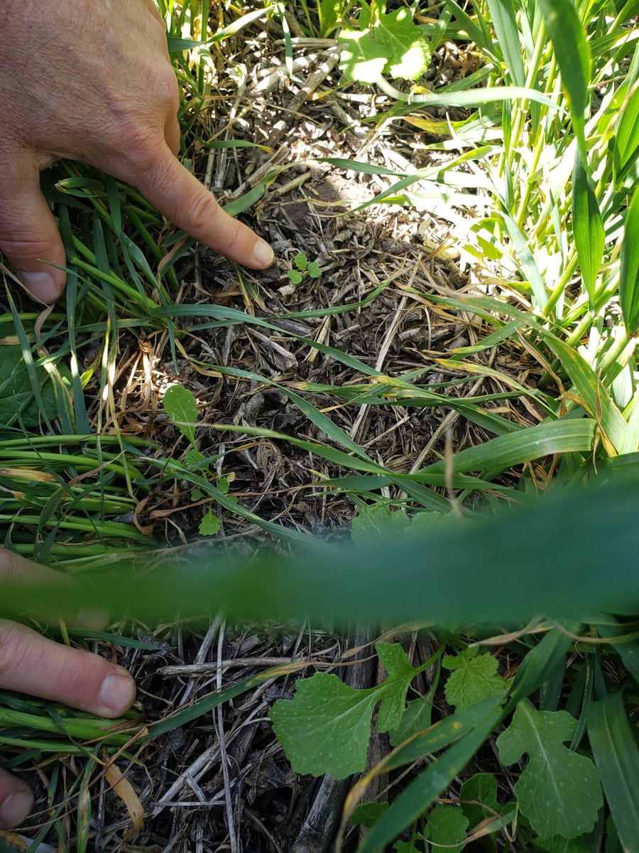 AnaAnaventu's tweet photo. Recorrida por el Silencio junto al Ing. @martinlahitte Gracias Ing.! Muy buenos sus trigos🌾aplicados con #CurtailM y #MeritWG de @CortevaARG. https://t.co/Nai7vIKqfZ
