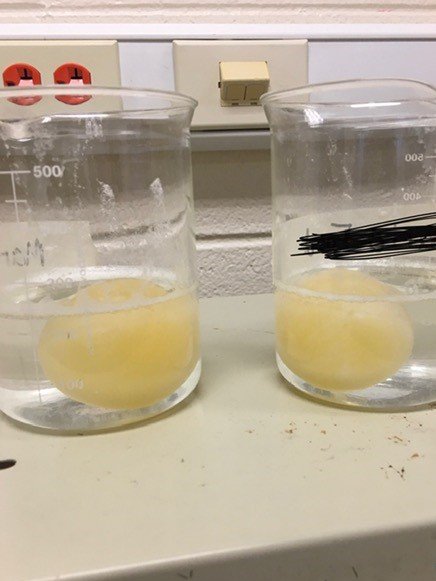 learnwithKV's tweet photo. Egg-cellent science going on in @KleinIntKISD biology class! Using "naked" eggs to model #celltransport followed up with #Claim #evidence #reason! @KleinISDscience #scienceinaction https://t.co/gfHa0hQ39j