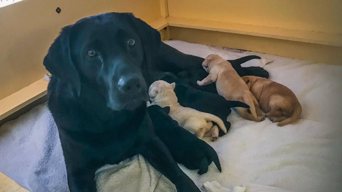 Congrats Taz (&amp; Finn!) on your healthy, happy litter of 7 puppies born last week!! 🎉 3 yellow and 4 black, 4 girls and 3 boys 🥰

#bcandalbertaguidedogs future #GuideDogs #AutismServiceDogs #PTSDServiceDogs