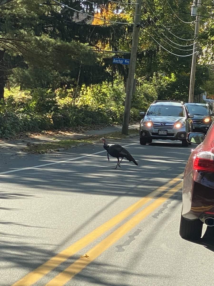 And that was my day! Here’s a turkey in Newburyport.