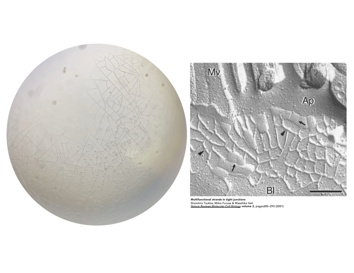 Just let me pretend what’s growing in these crystal drops containing a tight junction #membraneprotein are in fact polymerized #tightjunction strands, like seen in freeze-fracture #EM. #phaseseparation