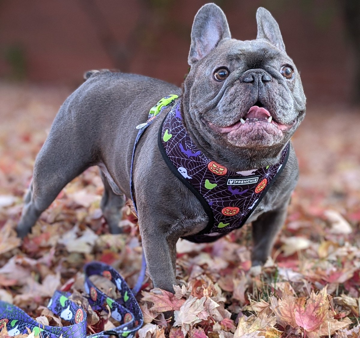Wondering how I trick everyone into giving me their treats! 🤪🤔🎃🕸️👻
.
Still time to order your Halloween set from <a href="/FrenchieBully/">Frenchie Bulldog</a>!
#dogs
#Halloween2020