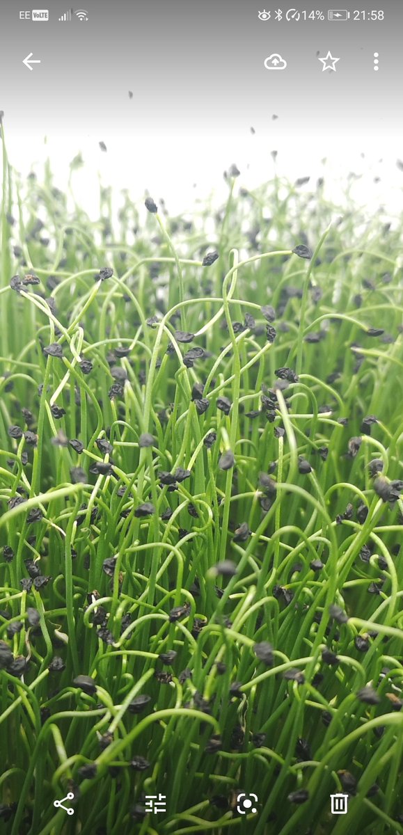 These are fantastic: Micro Leek, they taste of garlic and onion. We may be an order short tomorrow as I couldn't resist harvesting some for my pasta tonight.