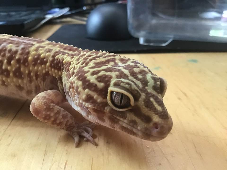 81chains's tweet photo. We have a small zoo... Elliott, Abbie, Mack (dogs), Ember (bearded dragon), Wick (leopard gecko), Flicker (not pictured) and Flash (crested geckos). #petsofWBSD https://t.co/cu7W5IErhz
