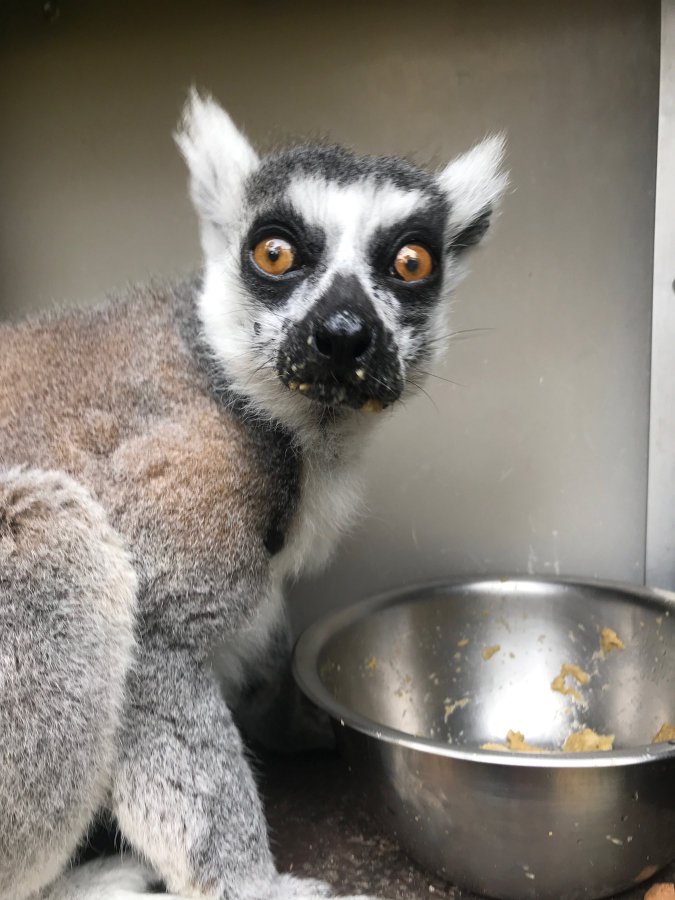 missing lemur