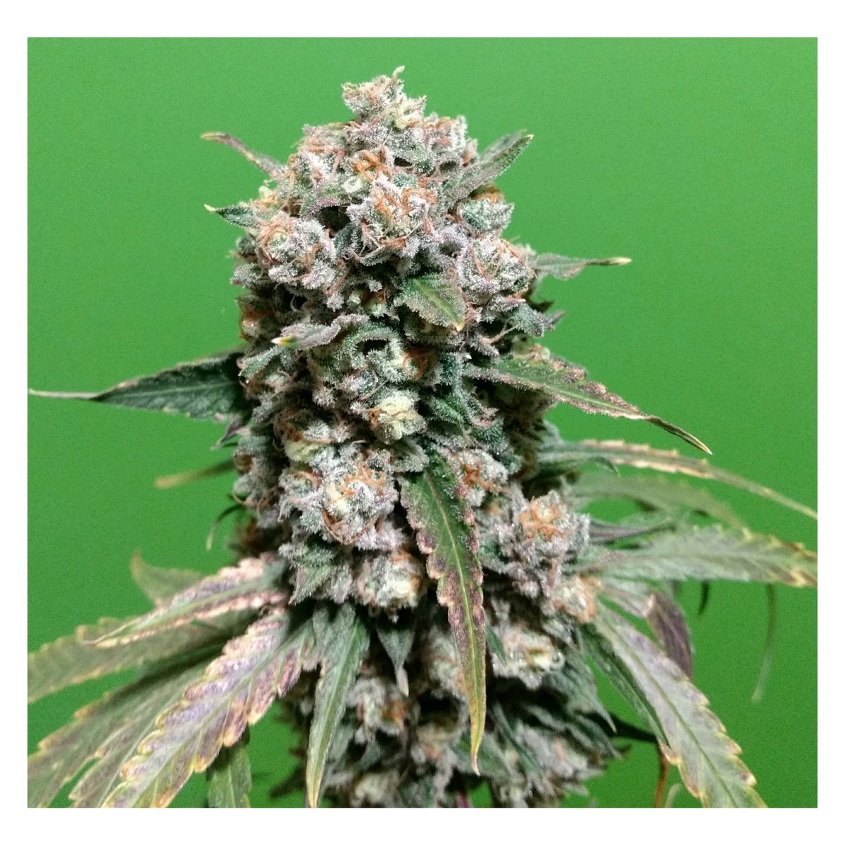 💨🌱
Fantástico aroma...
#GorillaCream de <a href="/MrHideseeds/">Mr.Hide seeds bank@</a> 65 días nutriéndose con la gama orgánica de <a href="/BacOnlineSpain/">BAC España</a>
Saludos,
(Gorilla Glue #4 x Cookies &amp; Cream x Big Bud)
#autocultivo