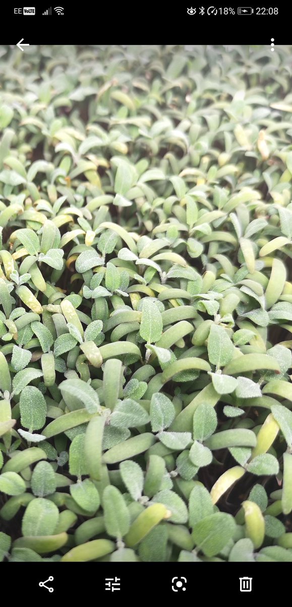 We've been arguing about the pronunciation of the name of this crop. Is it Keen-wa or Qwin-oa? #Quinoa #MicroGreens are a trial crop for us, they taste fresh and mild, we are perfecting the growing of them before adding to our catalogue.