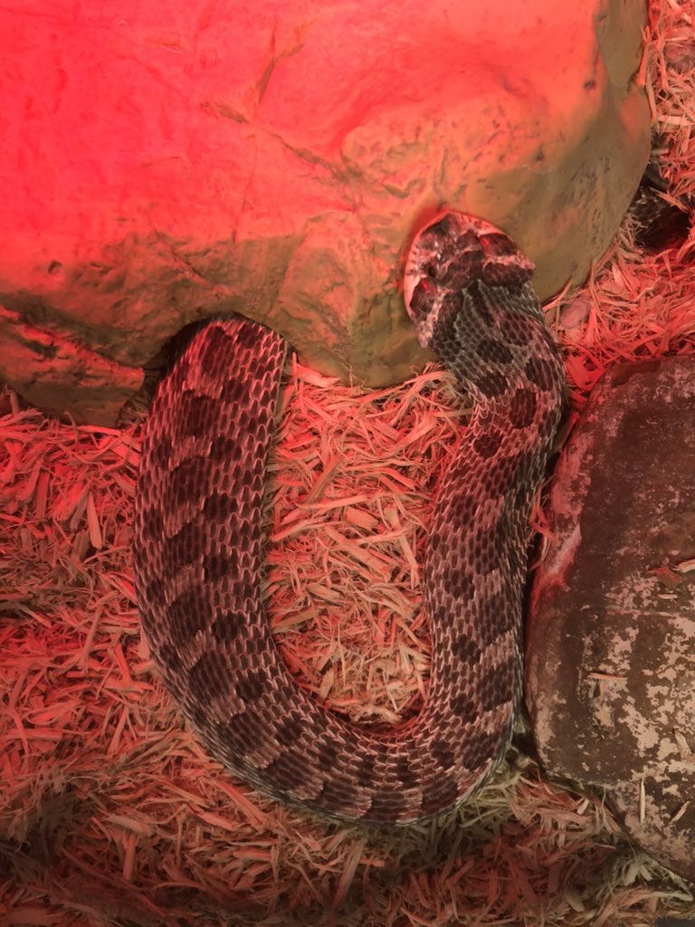 Teah M. Evers tweet media