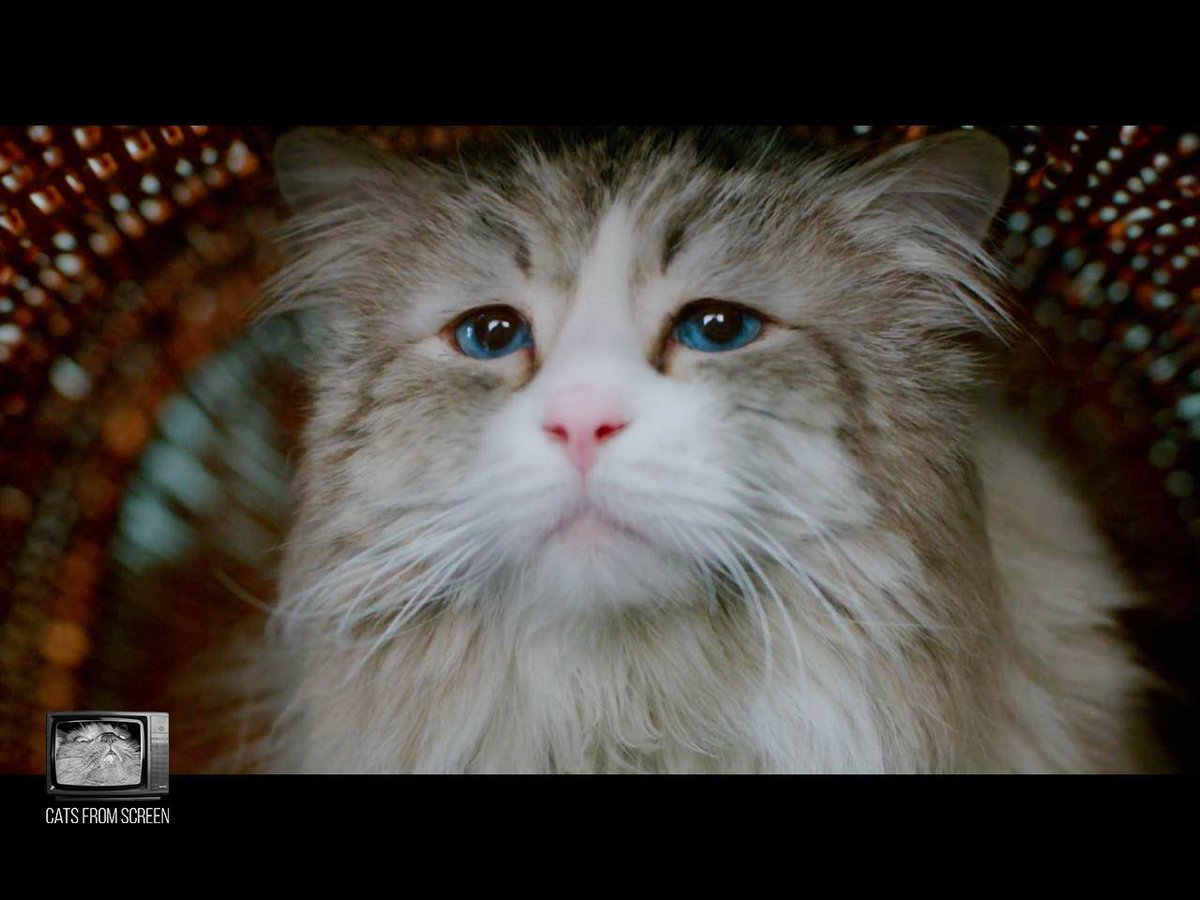 CatsScreen's tweet photo. Band of cats from the movie Nine Lives (2016).

#catsfromscreen #девятьжизней #пушистики #ninelives #кино #котики #котэ #котей https://t.co/FHFUpjbgEV