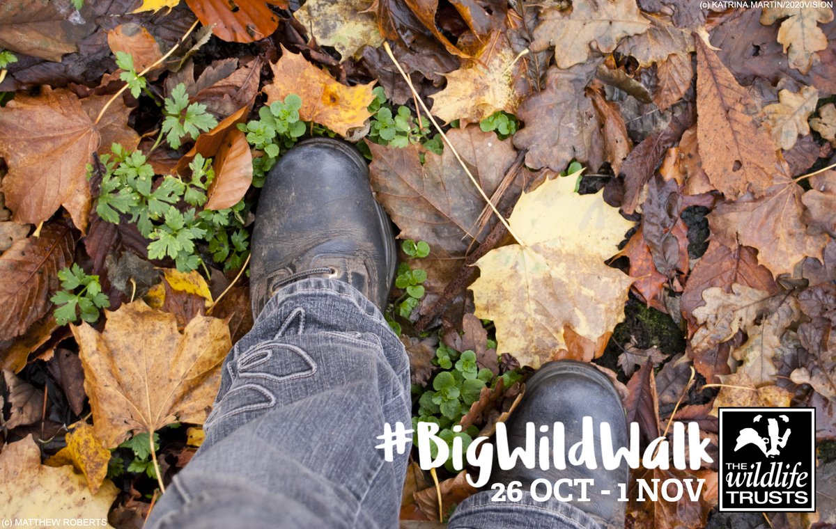 Are you taking part in our #BigWildWalk next week? We want to know the challenge youโve set yourself! Share your fundraising links below ๐๐ https://t.co/BMnY3j0TUT https://t.co/dRliFkW2ZY